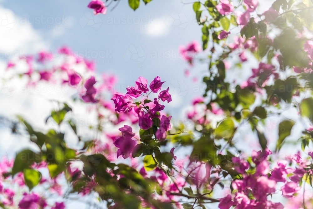 Backlit pink bougainvillea with sun flare - Australian Stock Image