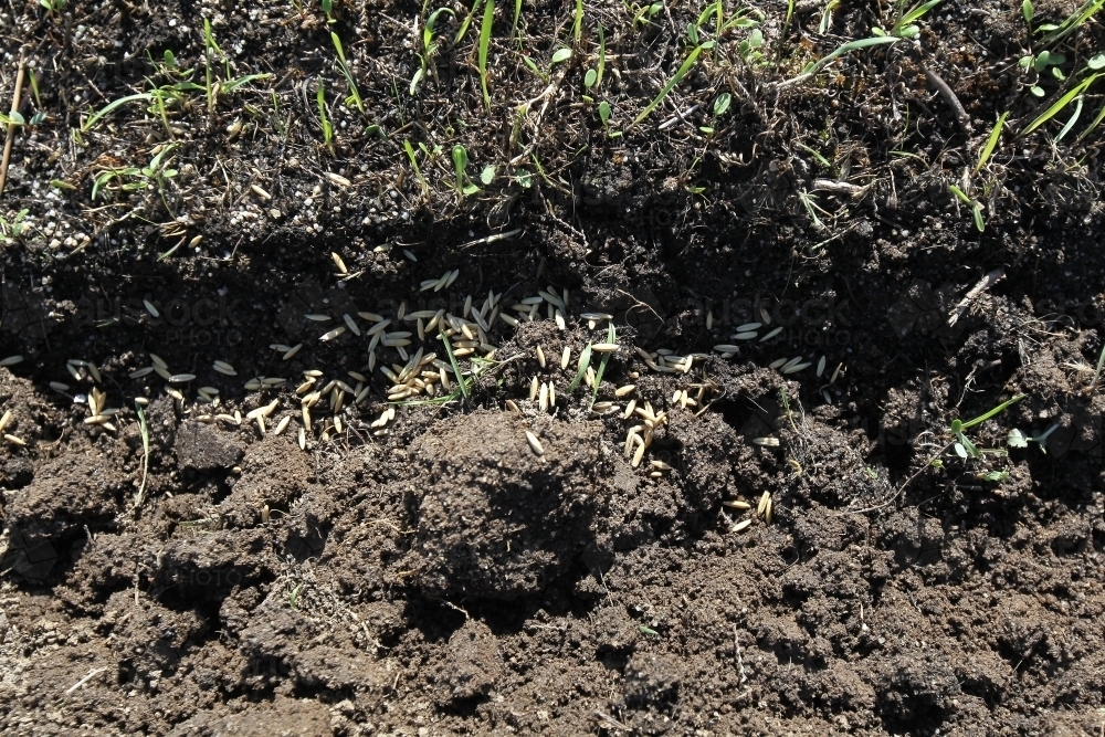 Image of Baiting feral rabbits - Austockphoto