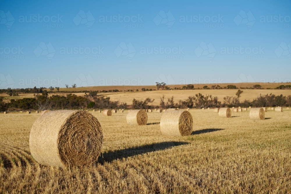 Bales of hay in a paddock after being rolled. - Australian Stock Image