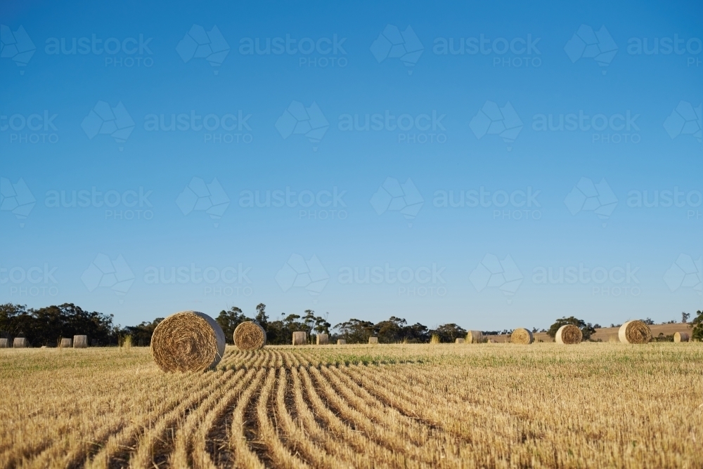 Bales of hay in a paddock under clear blue sky. - Australian Stock Image