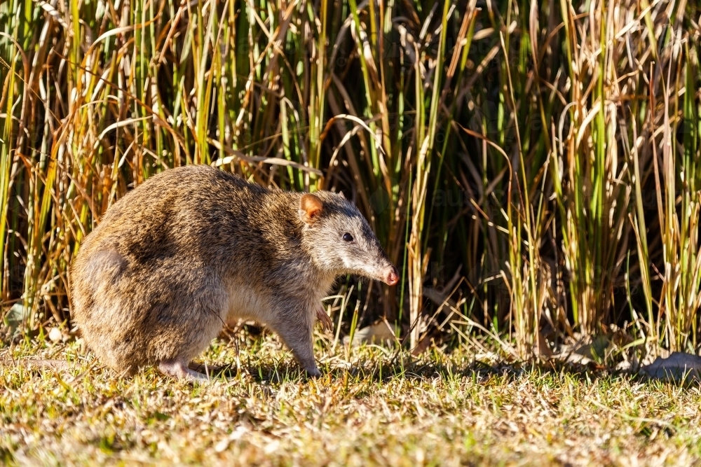 Bandicoot native animal in daylight - Australian Stock Image