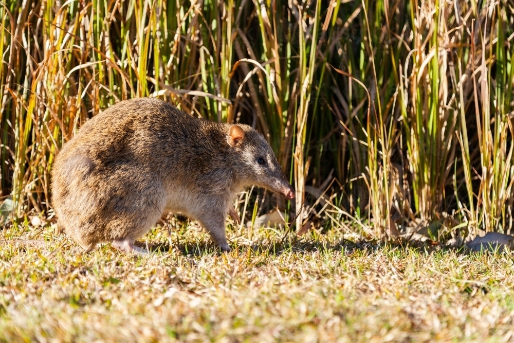 Bandicoot native animal in daylight - Australian Stock Image