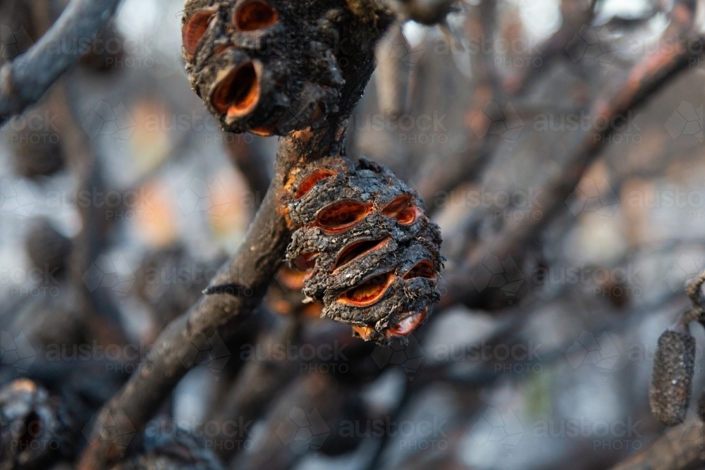 Banksia after a fire with seedpods open in blackened banksia nuts - Australian Stock Image