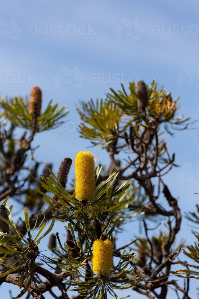 Banksia attenuata flowers in different stages on tree - Australian Stock Image