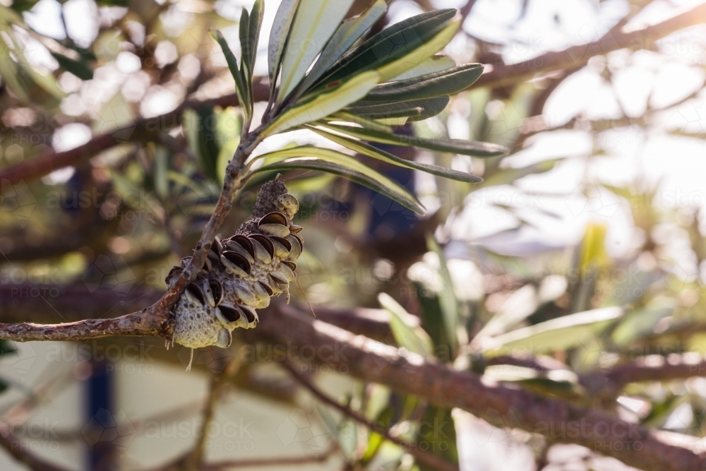 banksia pod - Australian Stock Image