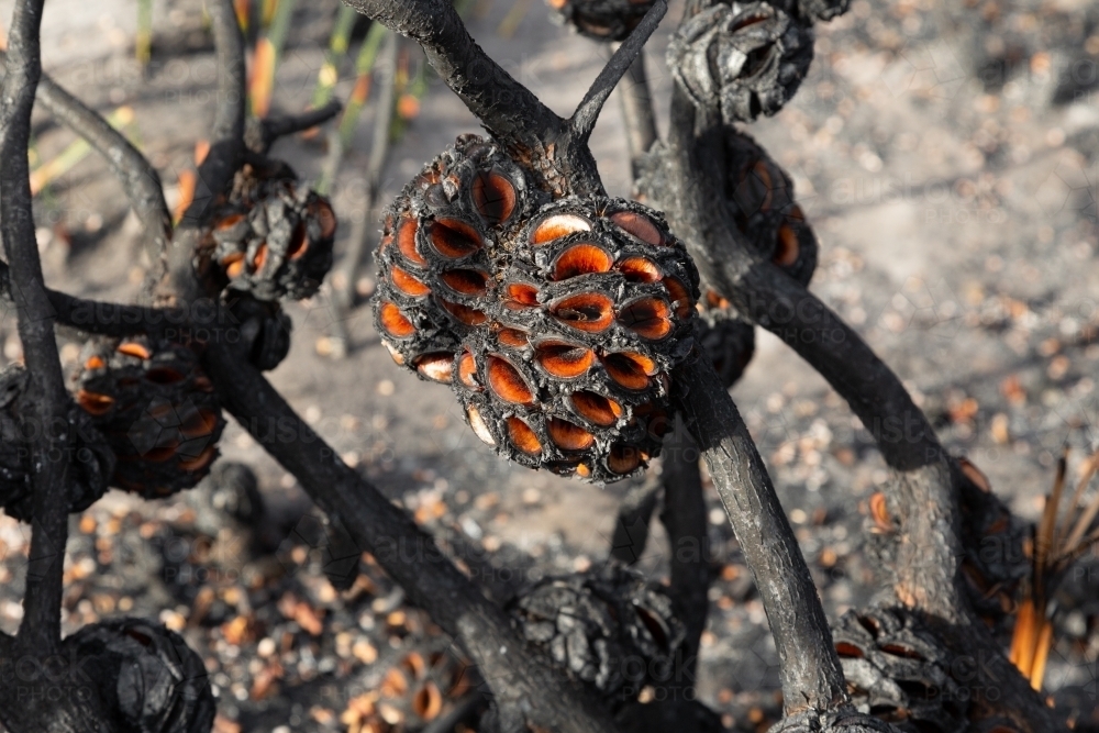 Banksia seed pods blackened after a bushfire - Australian Stock Image