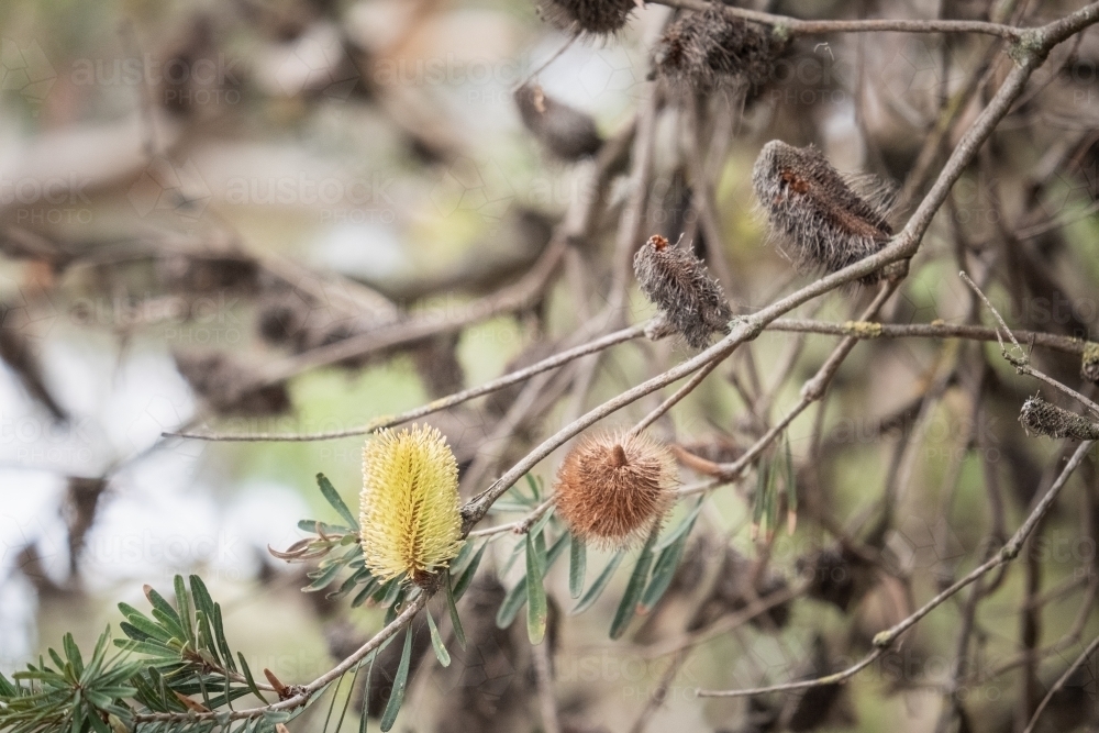 Banksia tree close up - Australian Stock Image