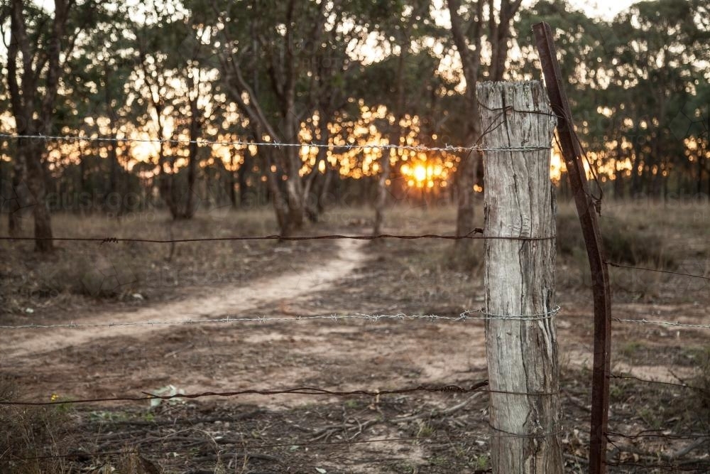 Barbed wire fence and post in bushland at sunset - Australian Stock Image