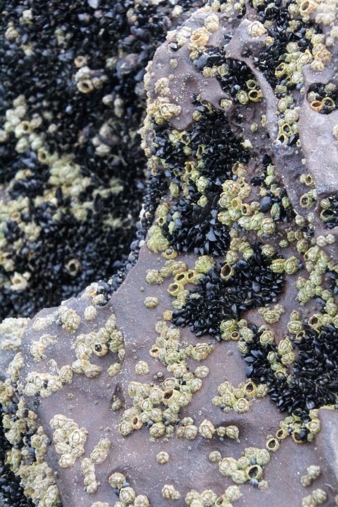 Barnacles and mussels on coastal rock - Australian Stock Image