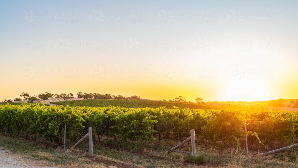Barossa Valley vineyards at sunset, Tanunda South Australia - Australian Stock Image