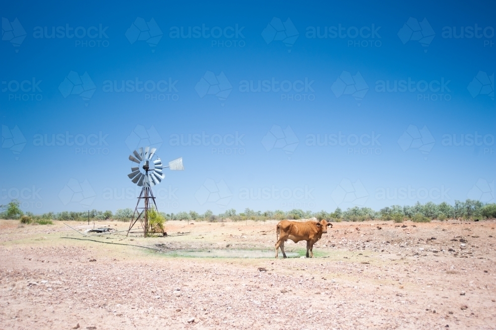 Barren farming land with a cow and old windmill - Australian Stock Image