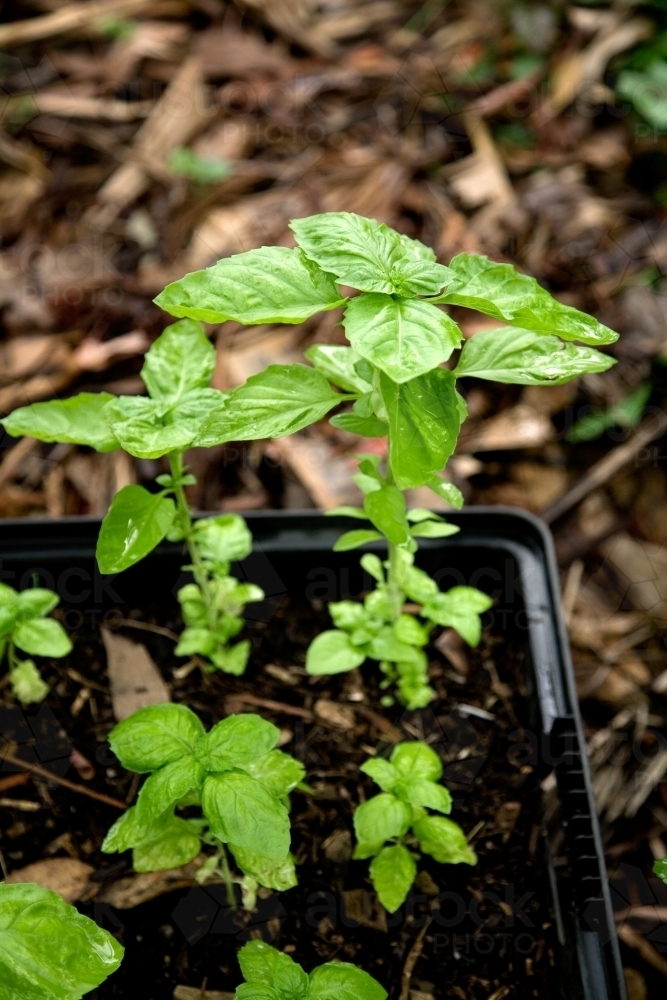 basil seedlings stopped growing