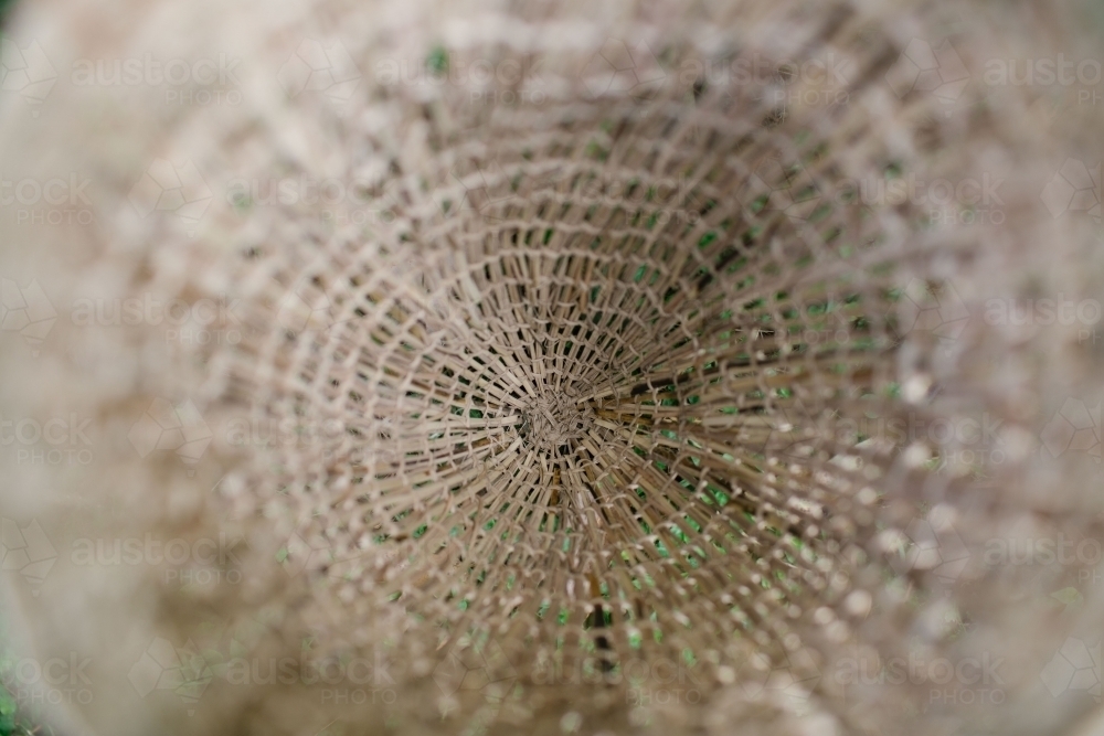 Basket woven from natural fibres in bush - Australian Stock Image