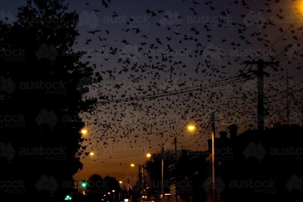 Bats flying over the main street of town at night - Australian Stock Image