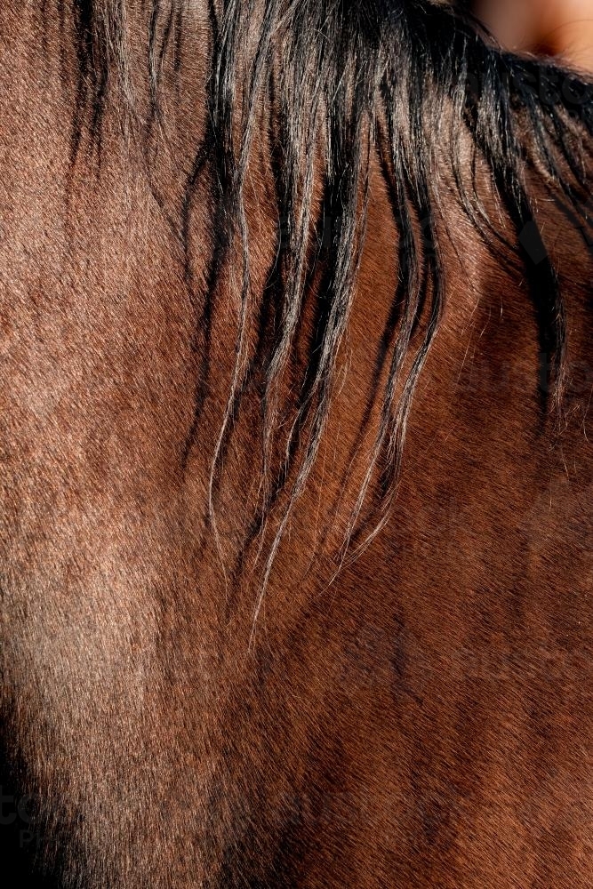 Bay Horse's mane and neck - Australian Stock Image