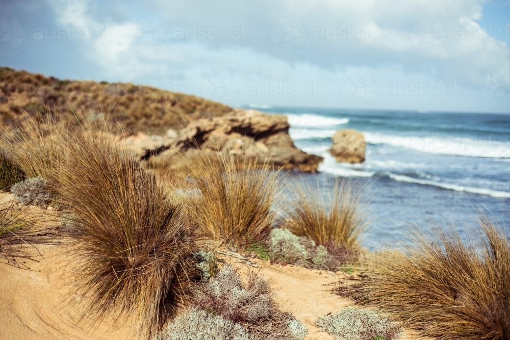 Beach grass and plants growing along coastline - Australian Stock Image