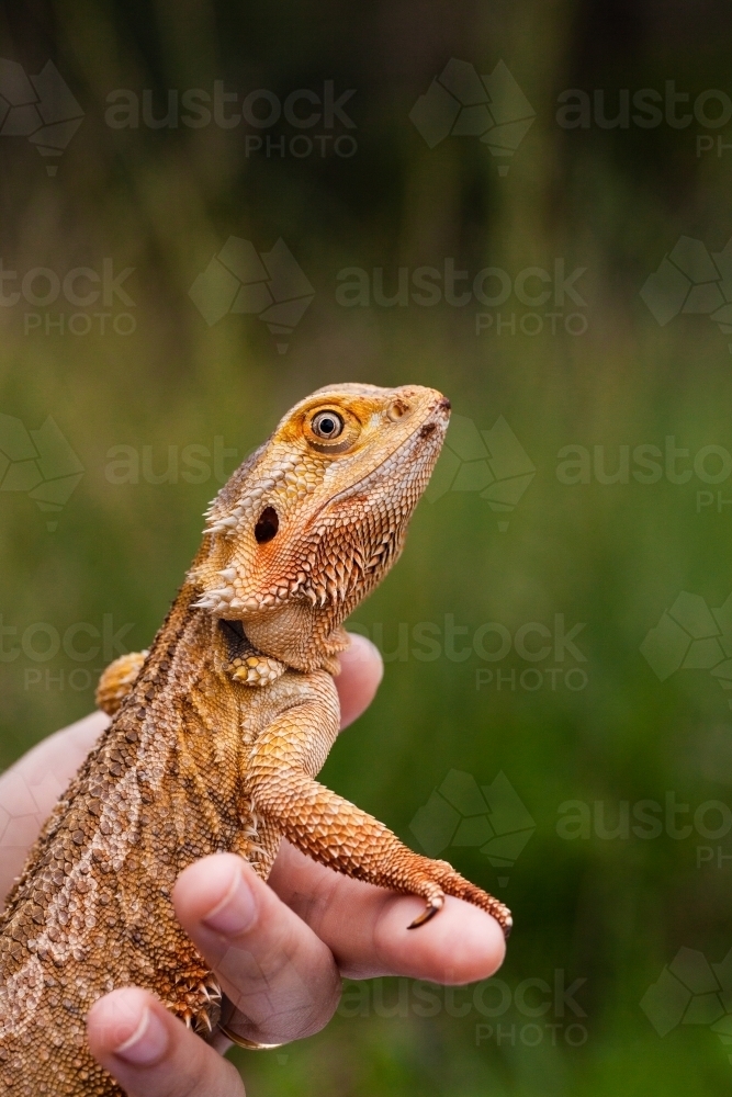 Bearded dragon lizard resting on persons hand with copy space - Australian Stock Image