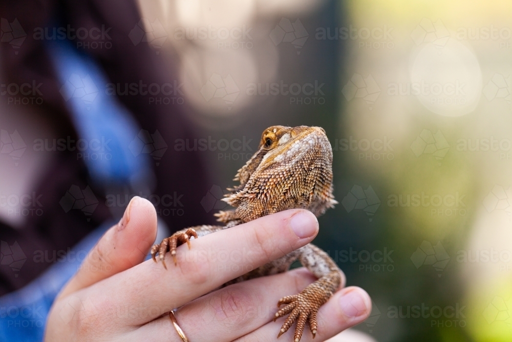 Bearded dragon lizard resting on persons hand with copy space - Australian Stock Image