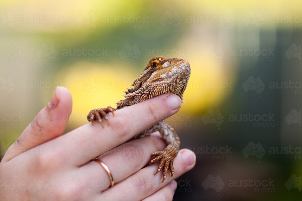 Bearded dragon lizard resting on persons hand with copy space - Australian Stock Image