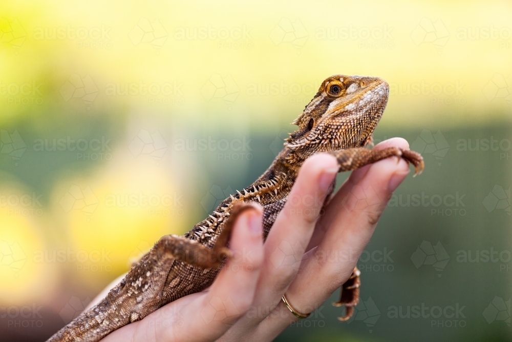 Bearded dragon lizard resting on persons hand with copy space - Australian Stock Image