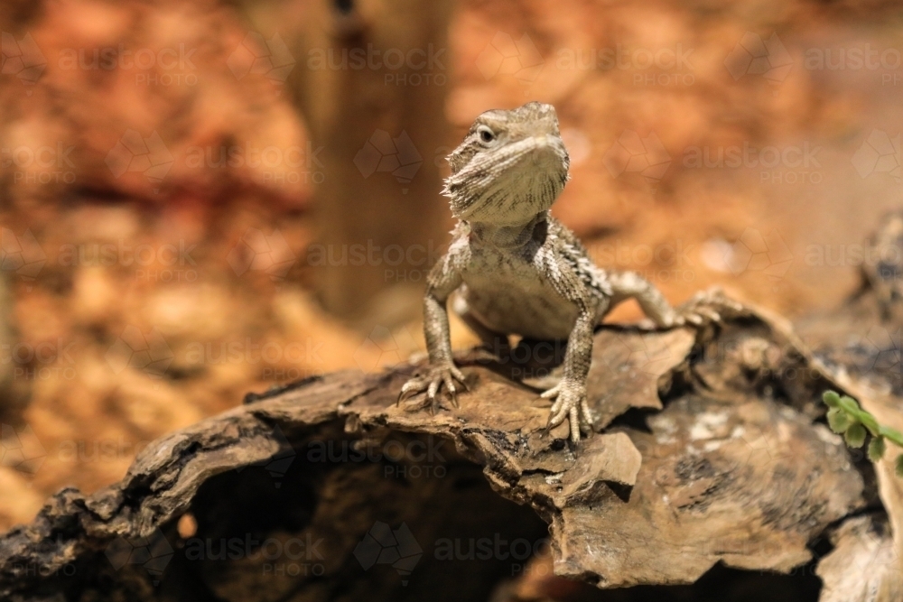 Bearded dragon lizard sitting on log - Australian Stock Image