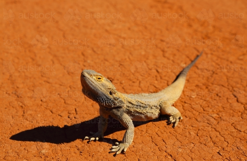 bearded dragon landscape pictures