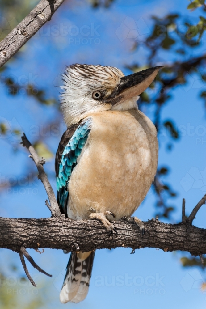 Beautiful Blue Winged Kookaburra perching on a branch - Australian Stock Image