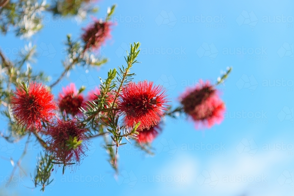 Beautiful bottlebrush flowers on blurred natural background - Australian Stock Image