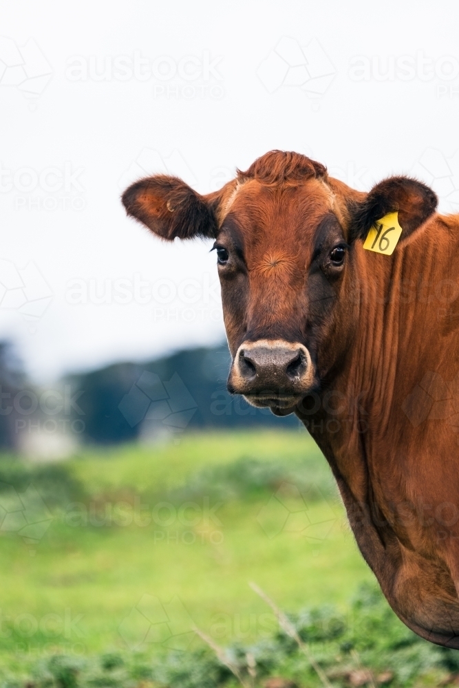 Beautiful cow looks at the camera - Australian Stock Image