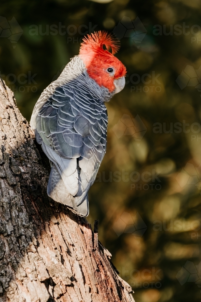 gang gang cockatoo