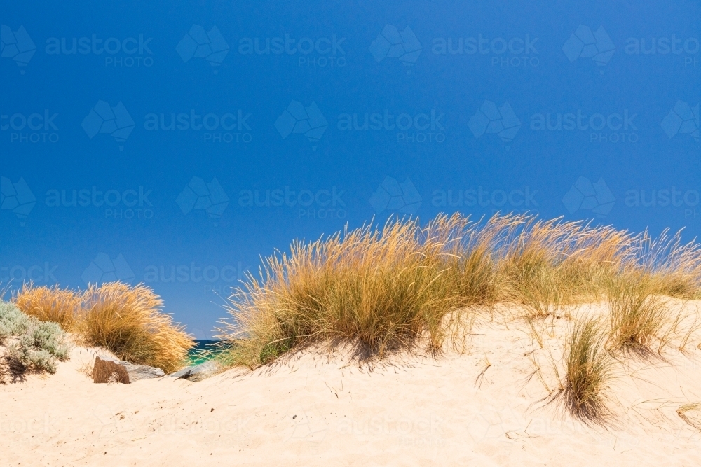 Beautiful golden grasses on sand dunes with clear blue sky - Australian Stock Image