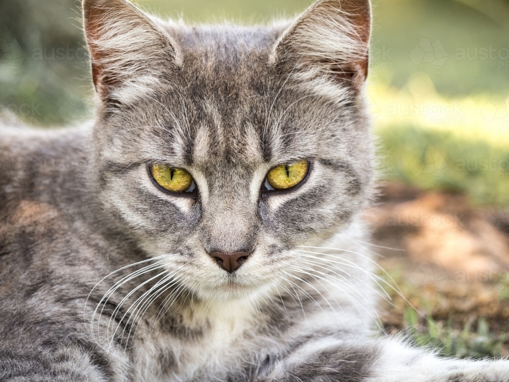 Image Of Beautiful Green Eyed Tabby Cat Looking Straight At Viewer Austockphoto