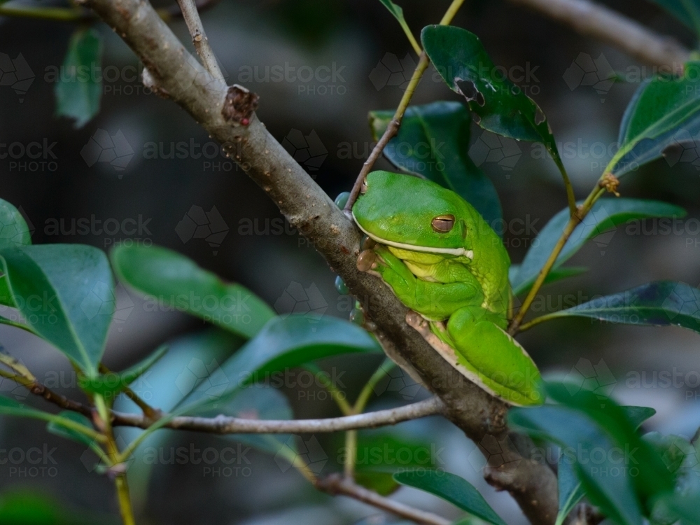 Beautiful green White Lipped Tree Frog on a tree branch - Australian Stock Image