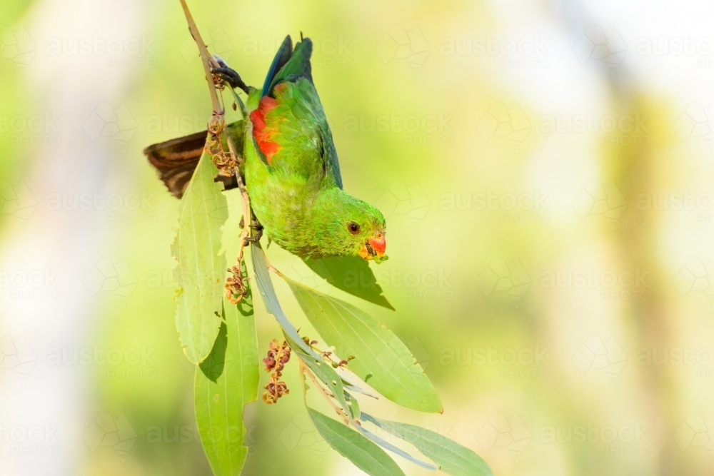 Beautiful juvenile male Red-winged Parrot hanging on a branch with blurred green background - Australian Stock Image