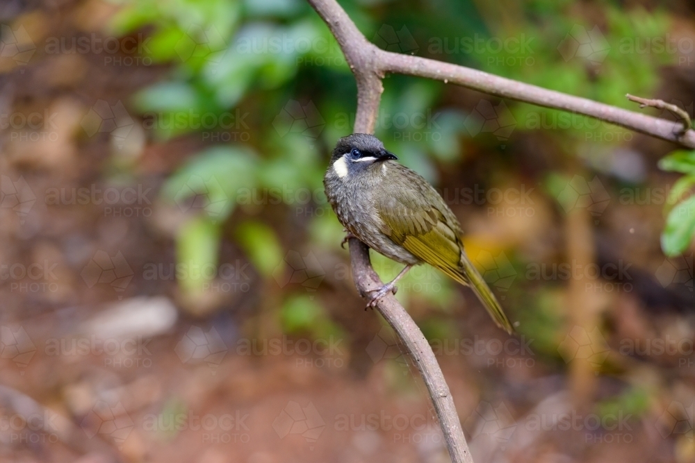 Beautiful Lewin's Honeyeater with blue eyes on a branch - Australian Stock Image