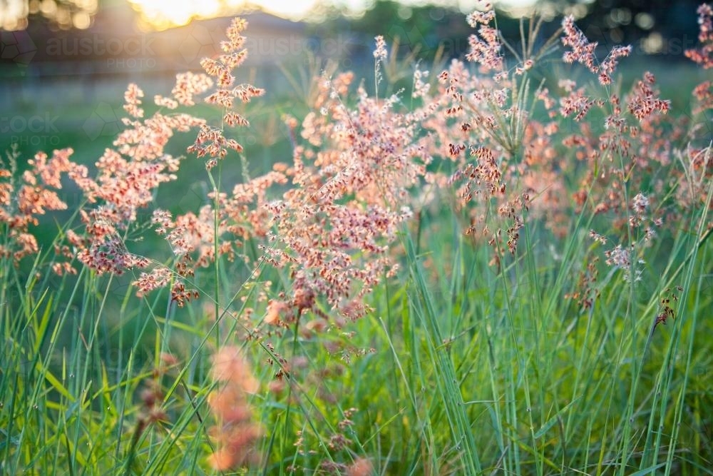 Beautiful pink grass seed heads in the afternoon light - Australian Stock Image