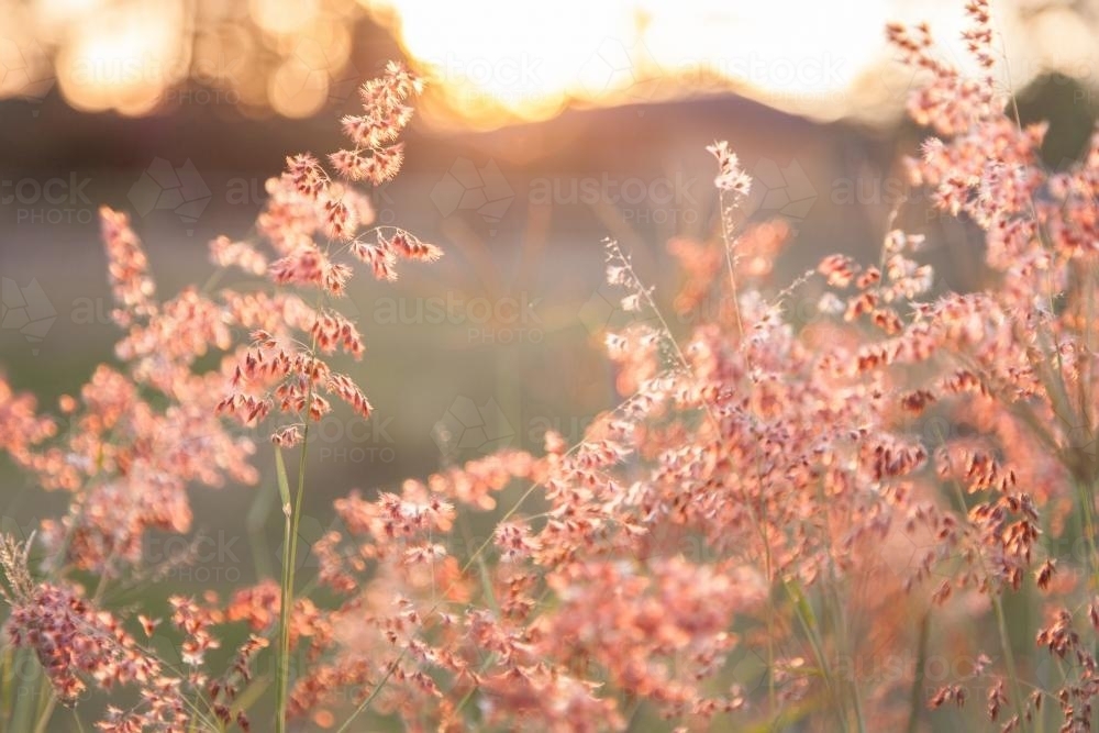 Beautiful pink grass seed heads in the afternoon light - Australian Stock Image