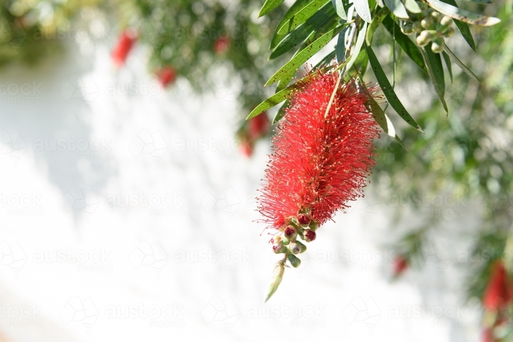 Beautiful wild flowers on blurred natural background. - Australian Stock Image