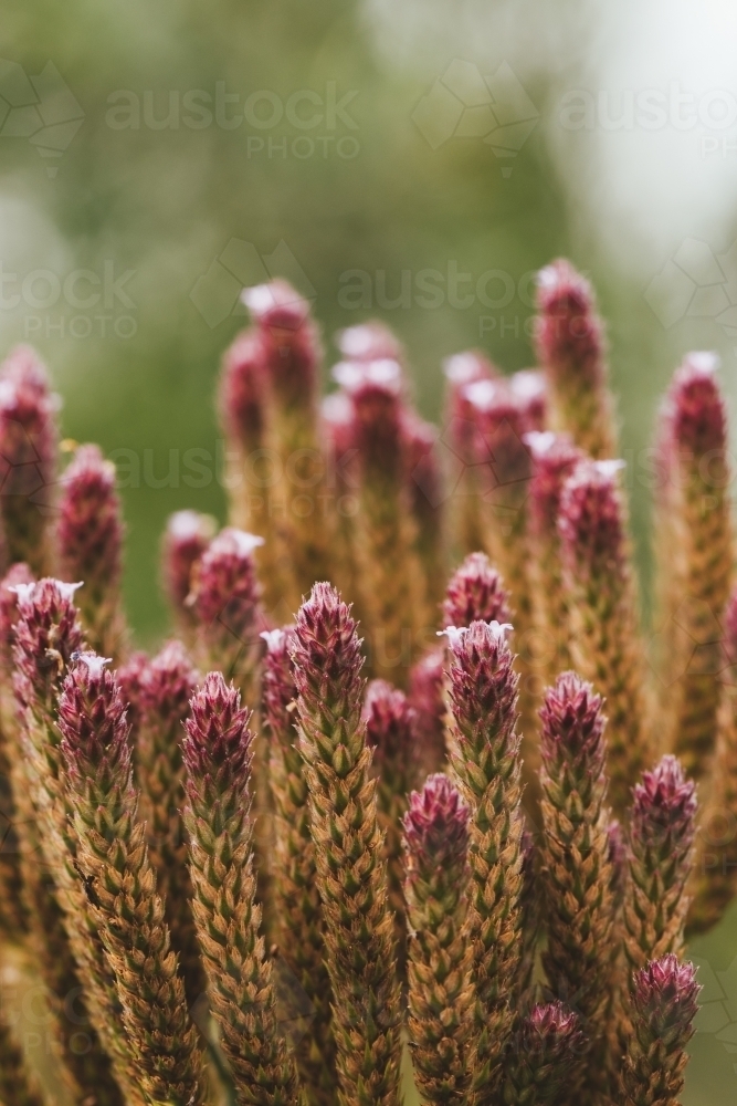 Beautiful wild plant on nature background. - Australian Stock Image