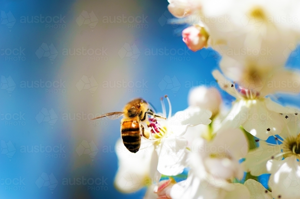 Bee collecting pollen from a flowering tree - Australian Stock Image