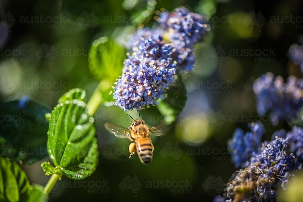 Bee flying next to purple flower in search of pollen - Australian Stock Image