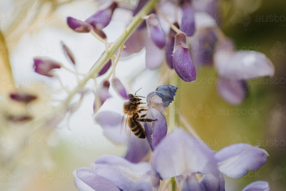 Bee in flowers - Australian Stock Image