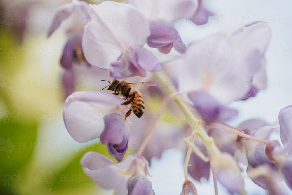 Bee in soft purple flowers - Australian Stock Image