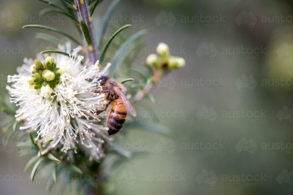 Bee in white native bottlebrush flower in Western Australia bush - Australian Stock Image