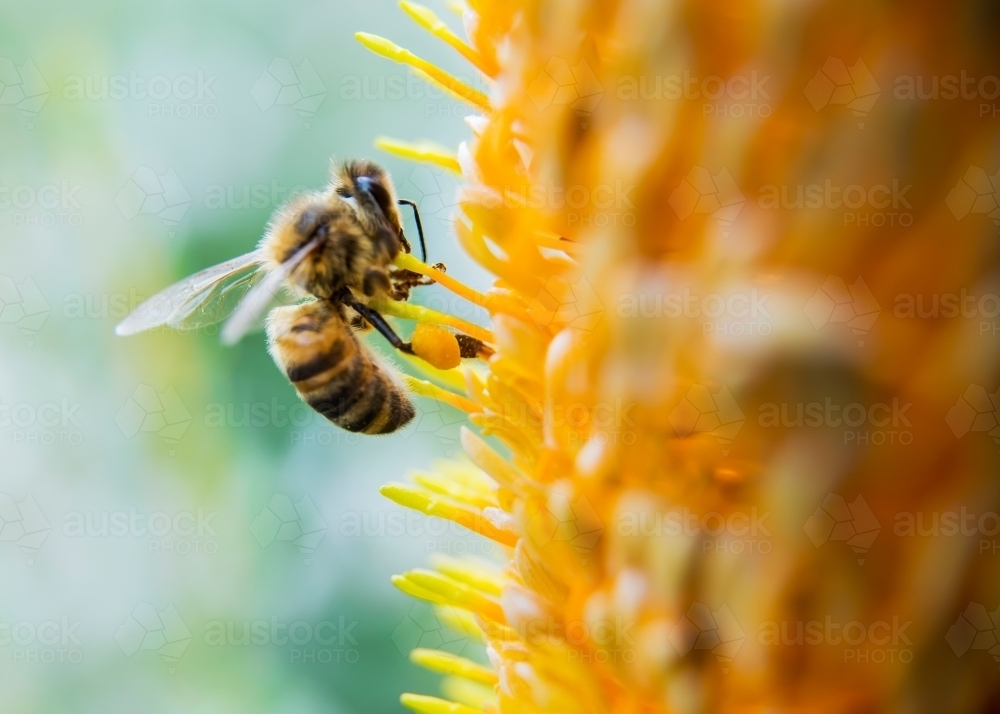 Bee Landing on Banksia Flower - Macro - Australian Stock Image