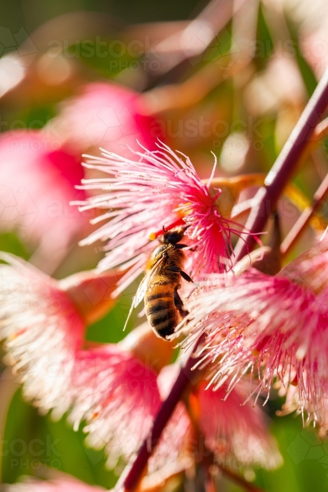 Bee on pink gum flowers and leaves - Australian Stock Image