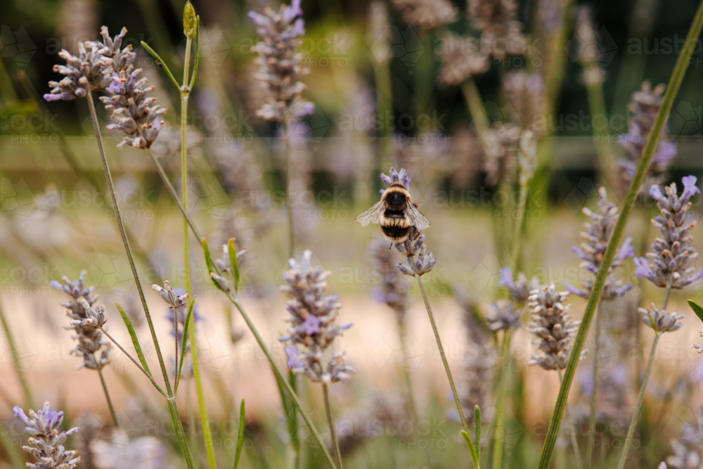 Bee perched on a lavender flower - Australian Stock Image