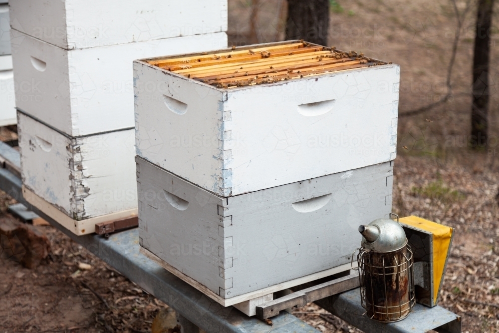 Bee smoker sitting beside bee hive - Australian Stock Image