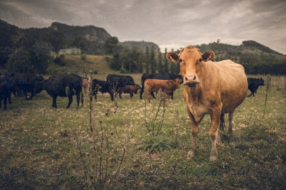 Beef cattle on a farm in Barrington - Australian Stock Image