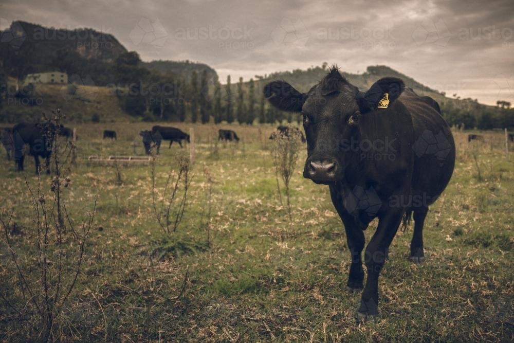 Beef cattle on a farm in Barrington - Australian Stock Image